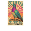 Pigeons Pigeon