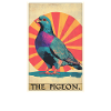 Pigeons Pigeon