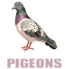 Pigeons Pigeon