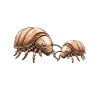 Crazy Pill Bugs Lady