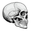 Skull: Symbol of the imperishable
