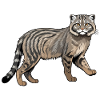 Pallas Wildcat - Animal Design