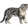 Scottisch Fold - Cat Pet Design