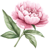 Peony