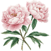 Peonies