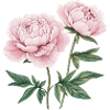 2 peonies