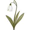 Snowdrop