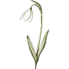 small snowdrops