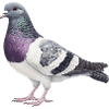 Colombe