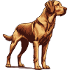 Chesapeake Bay Retriever