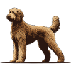 Labradoodle