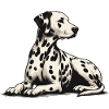 Dalmatian