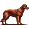 Chesapeake Bay Retriever