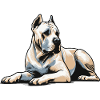 Dogue Argentin