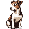 Jack Russell Terrier