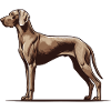 Weimaraner