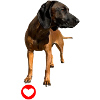 BAVARIAN MOUNTAIN HOUND VANJA