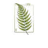 Lush Nature Fern Elegance