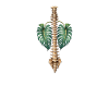 Spine and Monstera Botanical Anatomy