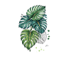 Monstera Bloom with Splatter