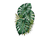 Lush Monstera Trio