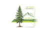 Evergreen Retreat Forest Soul