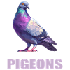 Pigeons Pigeon