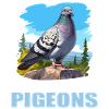 Pigeons Pigeon