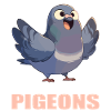 Pigeons Pigeon