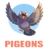 Pigeons Pigeon