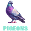 Pigeons Pigeon