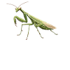 Praying mantises Praying mantis