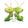 Praying mantises Praying mantis