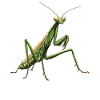 Praying mantises Praying mantis