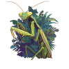 Praying mantises Praying mantis