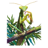 Praying mantises Praying mantis