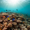 Coral reef