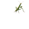 Praying mantises Praying mantis