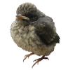 Young Bird Branch