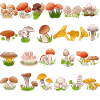 Mycology Mushroom Picker