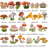 Mycology Mushroom Picker