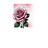 Radiating Rose Bloom