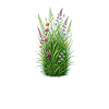 Wildflower Meadow Bloom