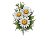 Daisy Bloom Trio
