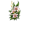 Pink & White Lily Bloom