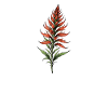 Paintbrush Bloom Elegance