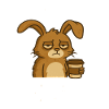 Coffee Bunny