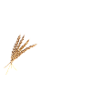 Grünkernblech Musikkapelle