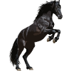 Fries paard steigerend