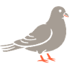 pigeon